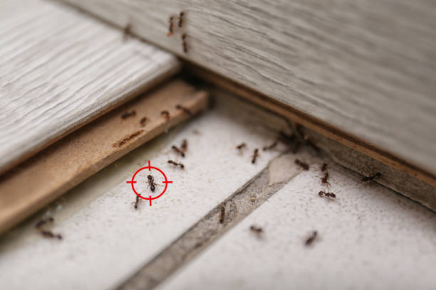 Best Pest Prevention Services  in Sebastopol, CA