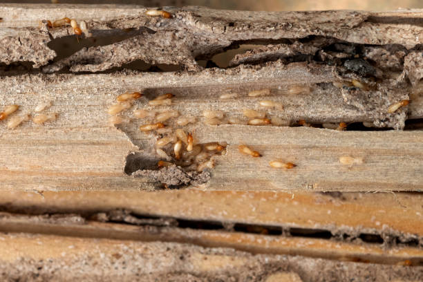 Best Bird Control  in Sebastopol, CA