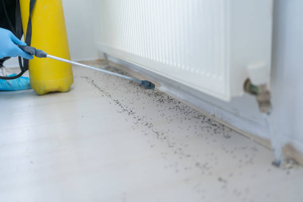Trusted Sebastopol, CA Pest Control Experts